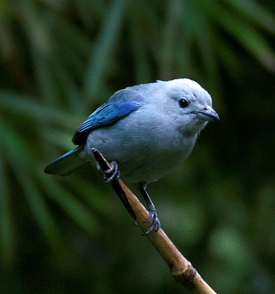 Blue-Gray Tanager