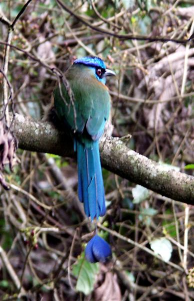 Blue-crowned Motmot