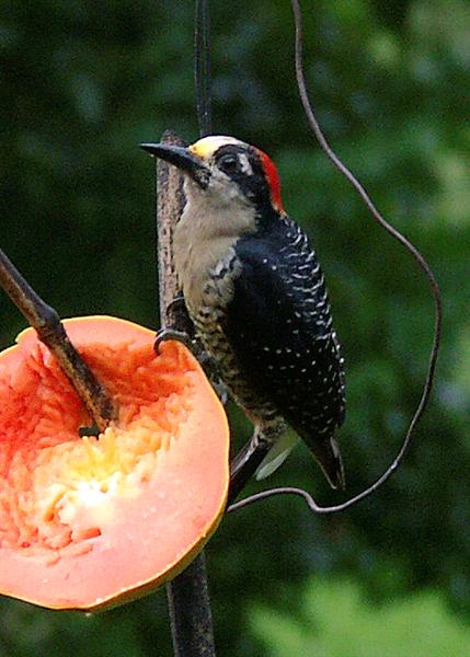 Black-Cheeked Woodpecker