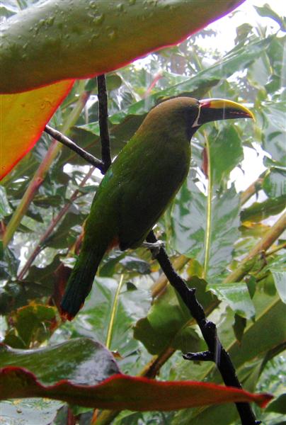 Emerald Toucanet