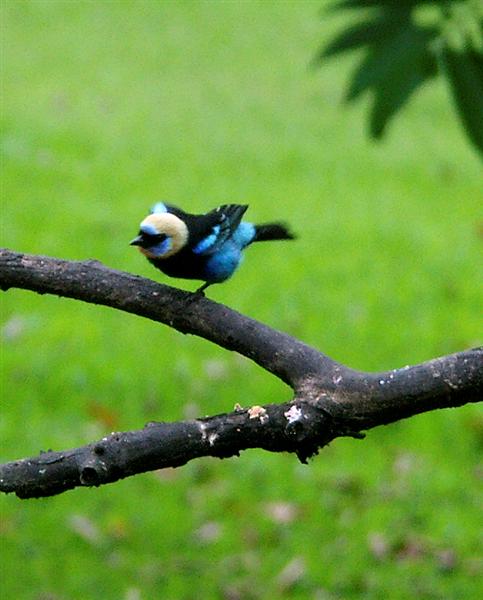 Golden-headed Tanager