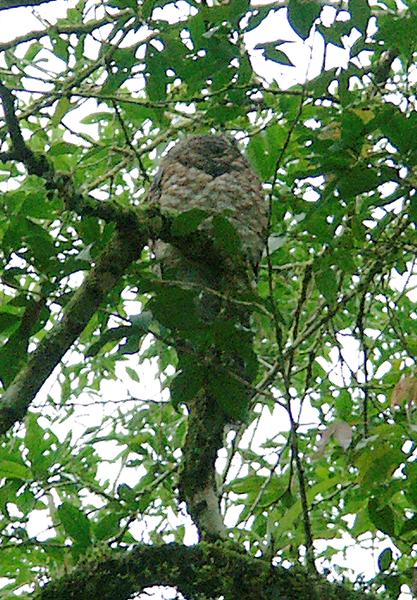 Great Potoo