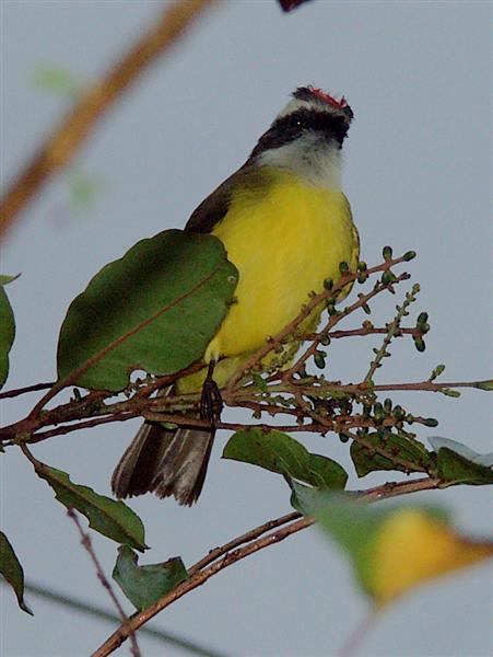 Kiskadee