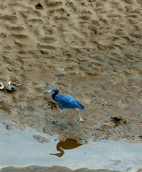 Little Blue Heron