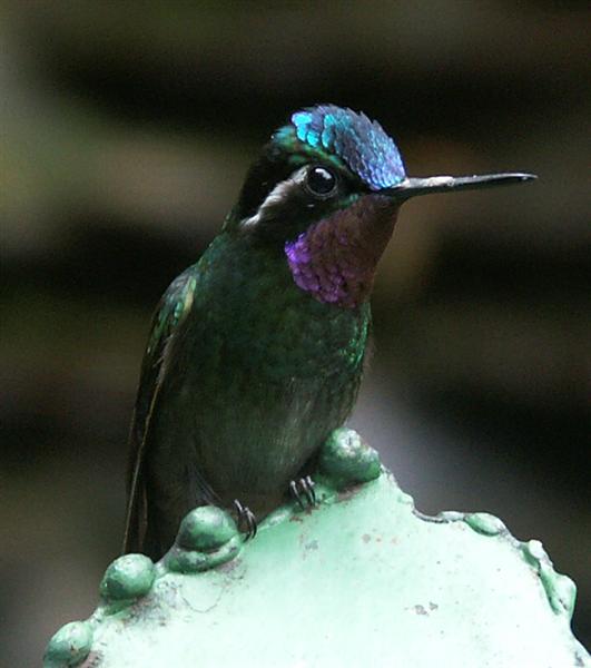 Purple-throated Mountain Gem