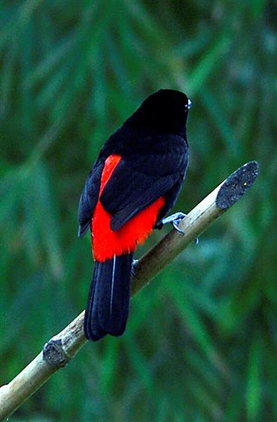 Scarlet-rumped Tanager