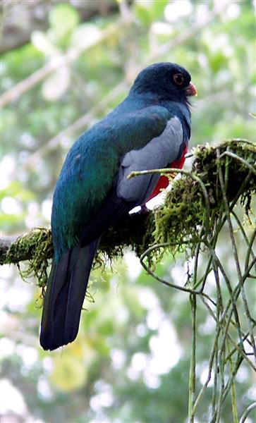 Slaty-tailed Trogon