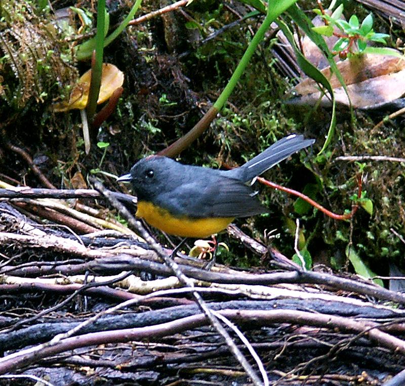 Slate-throated tRedstart