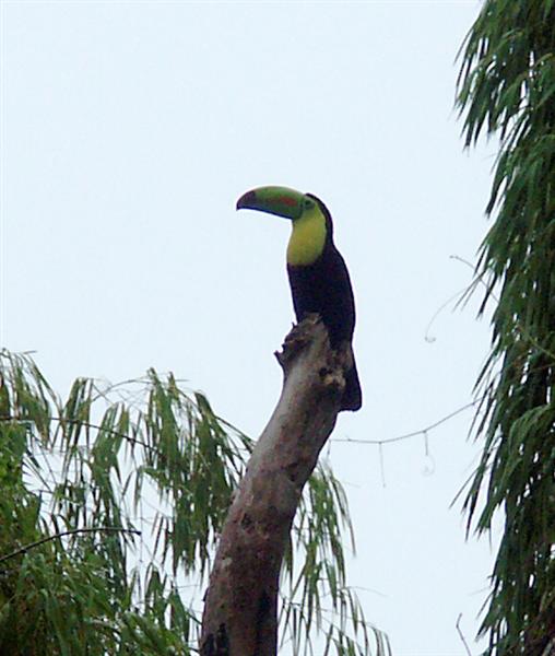 Tucan