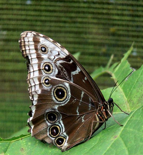 BlueMorpho-Cl