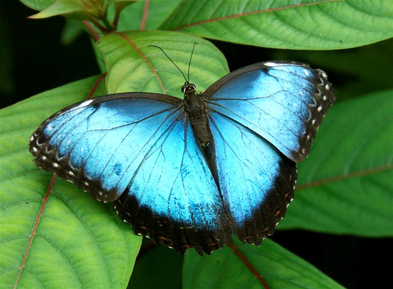 BlueMorpho-open