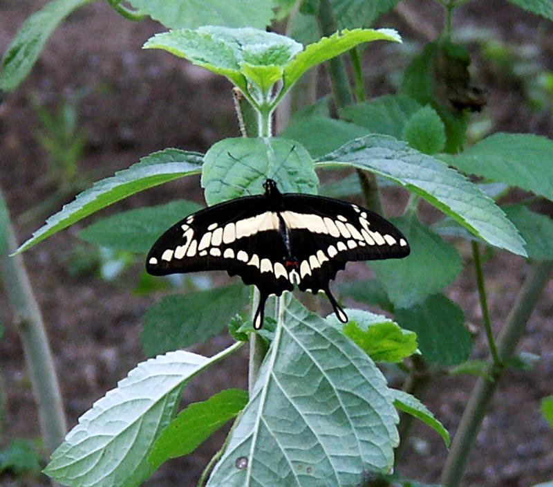 Giant Swallowtail