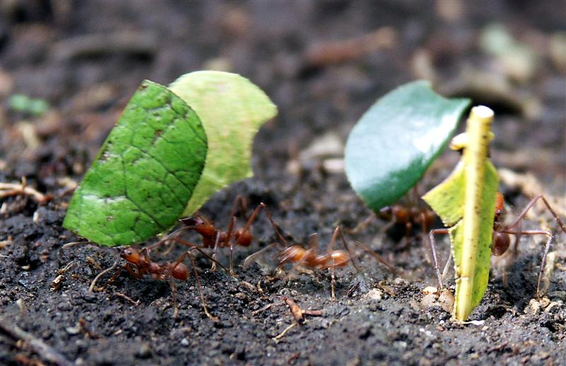 Leaf Cutters