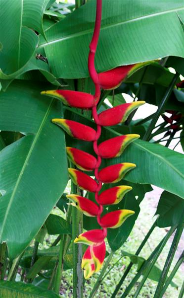 Lobster Claw Flower