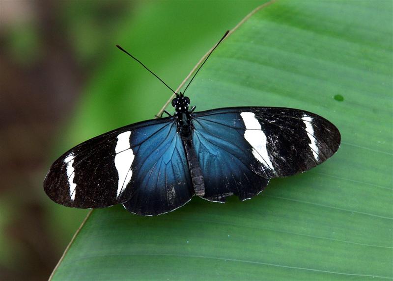 Longwing