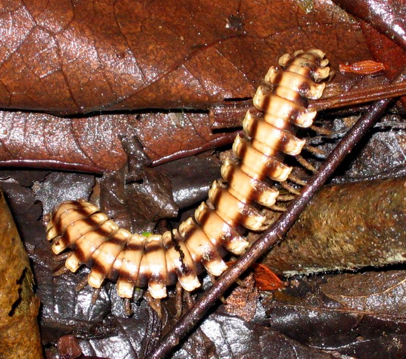 Millipede