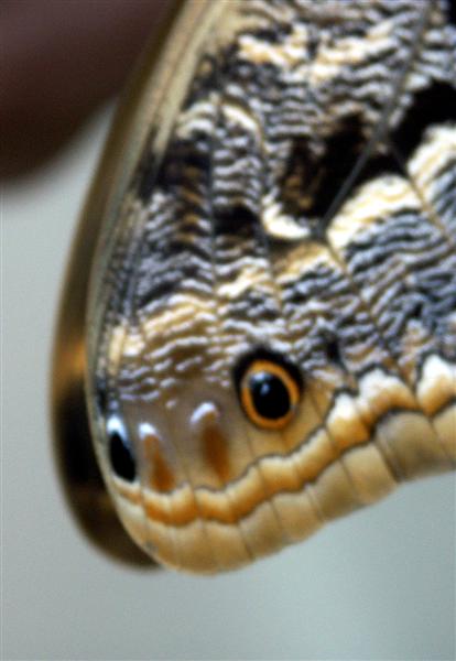 Owl Butterfly - snake