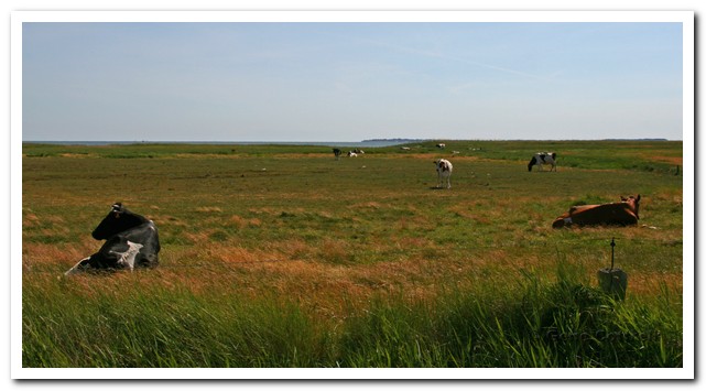 Cows on the marshland