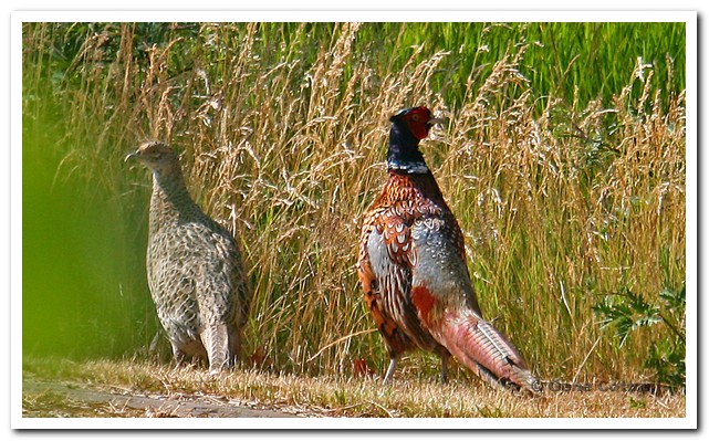 Pheasant pair