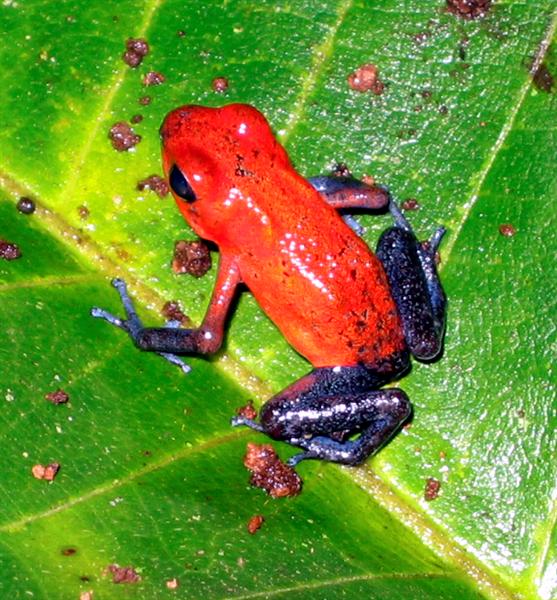 Blue Jeans Poison Dart Frog