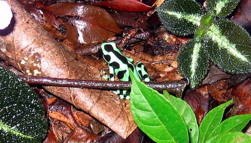 Black and green Poison Dart Frog