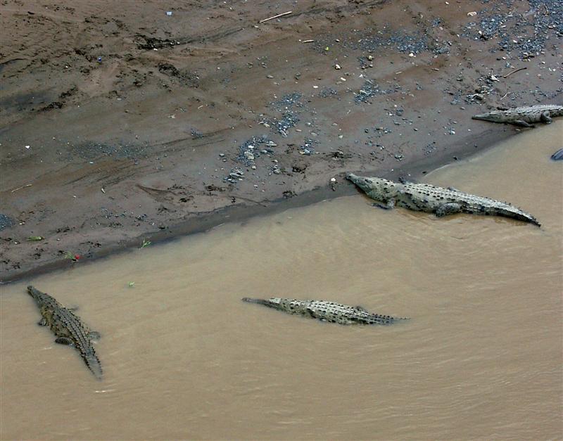 Crocodiles