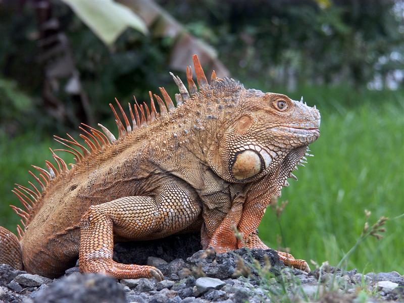 Iguana-1