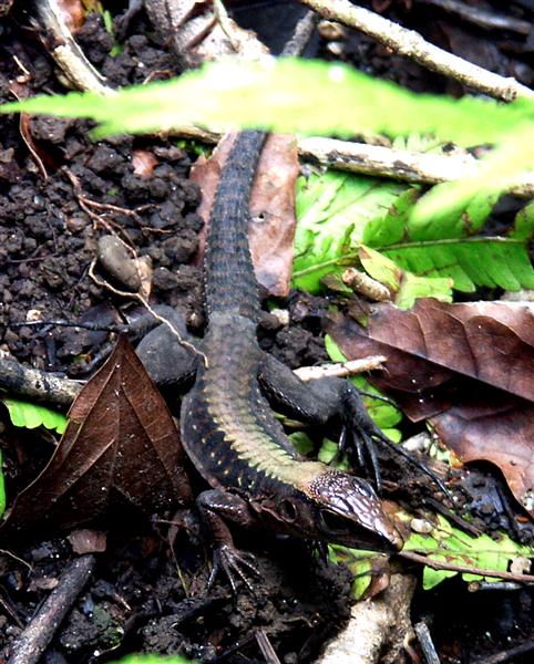 Whiptail lizard