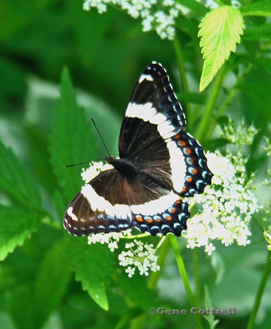 White admiral butterfly