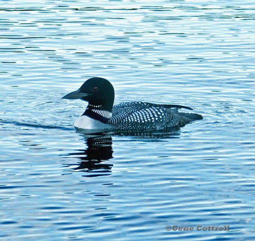 Loon