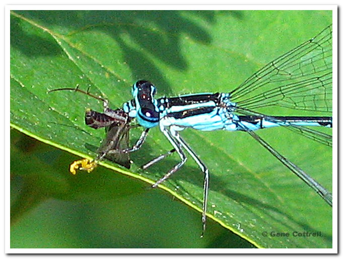 Damsel fly