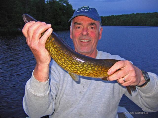 Pickerel - 1