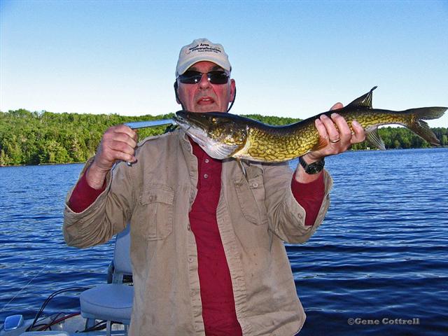 Pickerel - 2