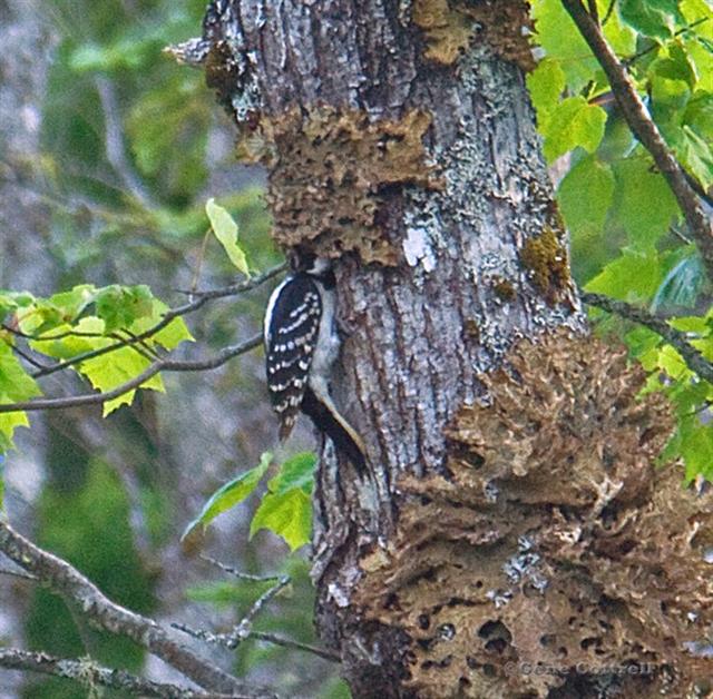 Yellow bellied sapsucker