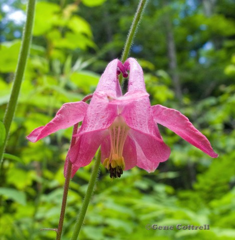 Columbine