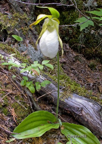White moccasin flower