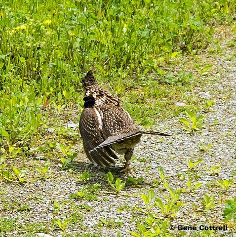 grouse