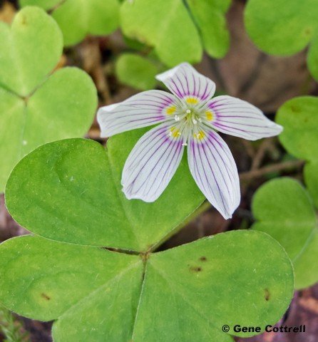 wood sorrel