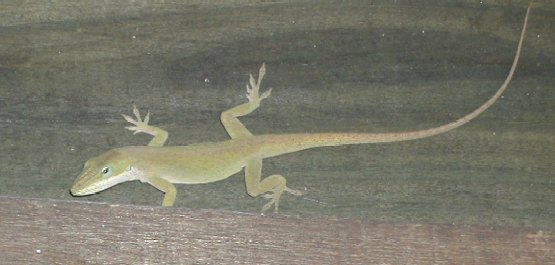 Anole Lizard