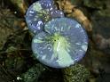 Mushroom-Purple