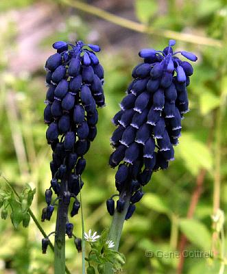 Grape Hyacinth.jpg