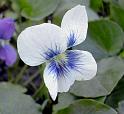 Common Blue Violet-white variety