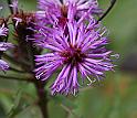 New York Ironweed